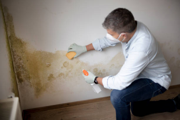 Best Attic Mold Removal  in New Carlisle, OH
