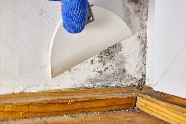 Best Mold Removal for HVAC Installations  in New Carlisle, OH